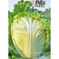 Hybrid Cabbage seeds for growing-Autumn Fragrance 58
